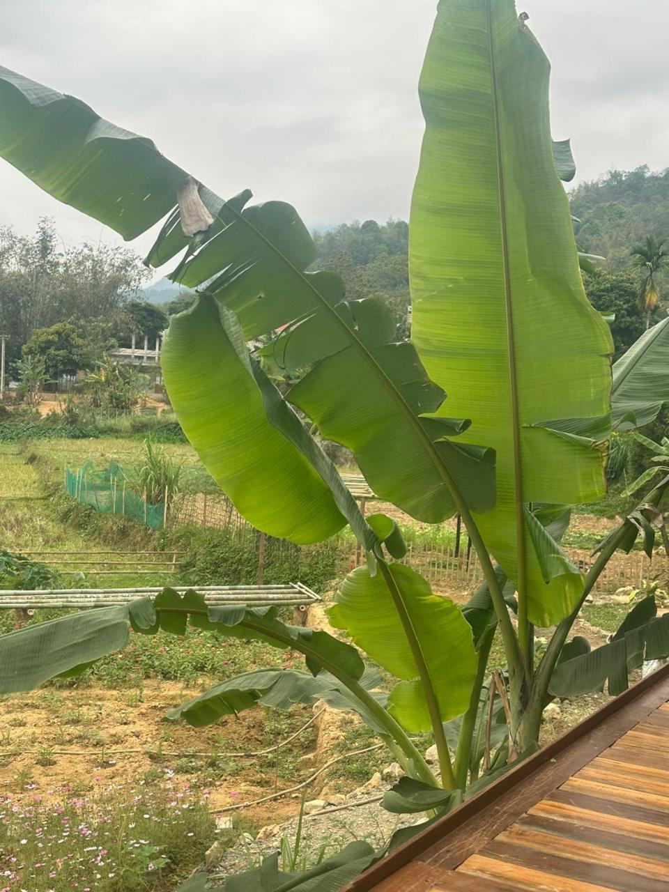 מאי צ'או Peaceful Maichau Homestay מראה חיצוני תמונה